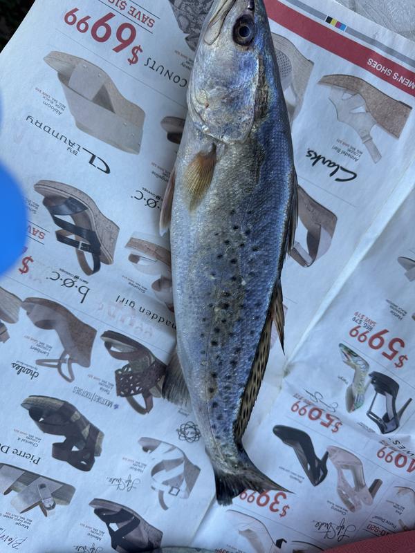 3 in plastic fishing lures Basstrix Flash Trix 3