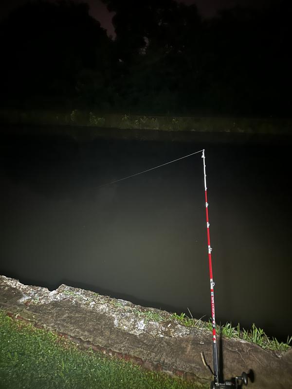 B 'n' M Silver Cat Elite 7 ft 6 in M Fishing Rod | Academy