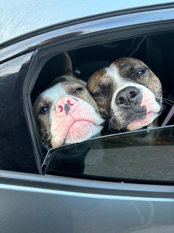 My babies ❤️