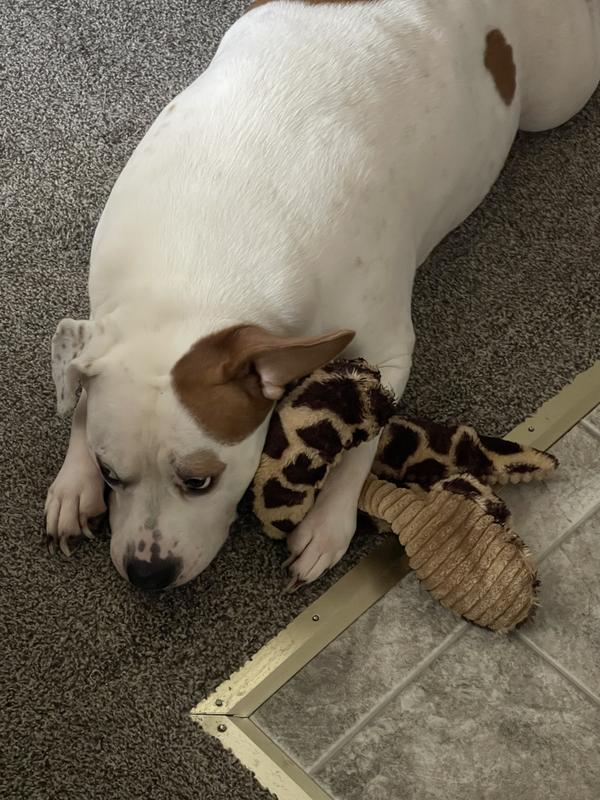 Xena loves Acana