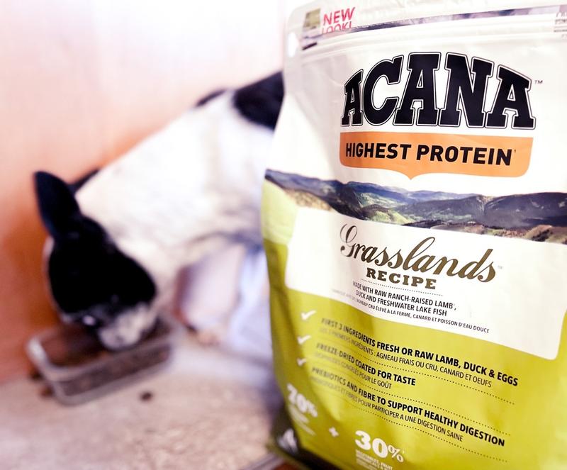 Highest Protein Grasslands Dry Dog Food ACANA Canada