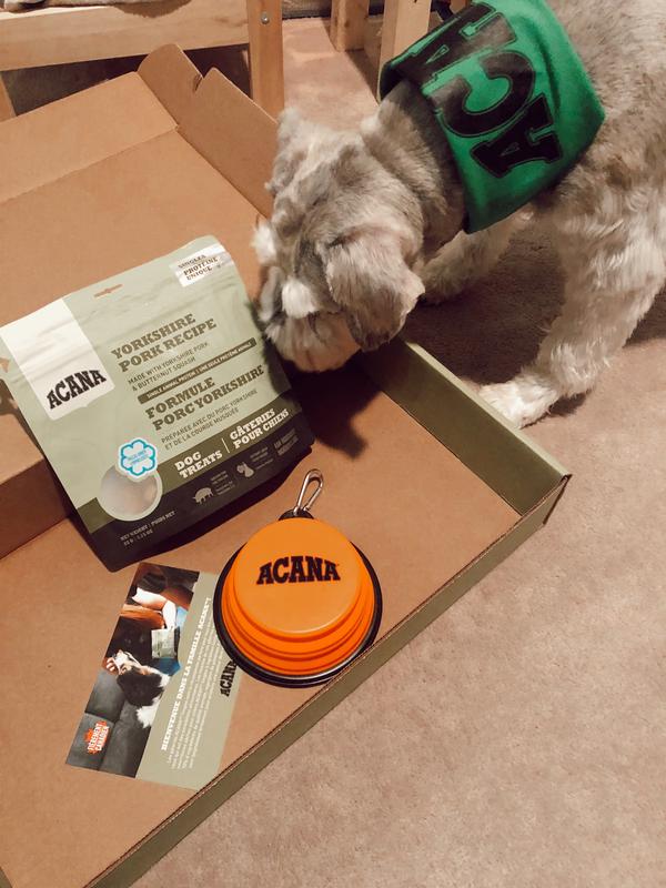 Mickey the Schnauzer loves Acana!