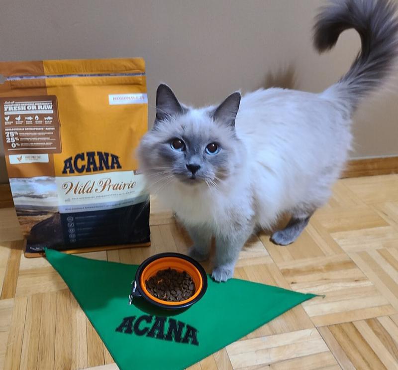 Acana wild hotsell prairie cat food