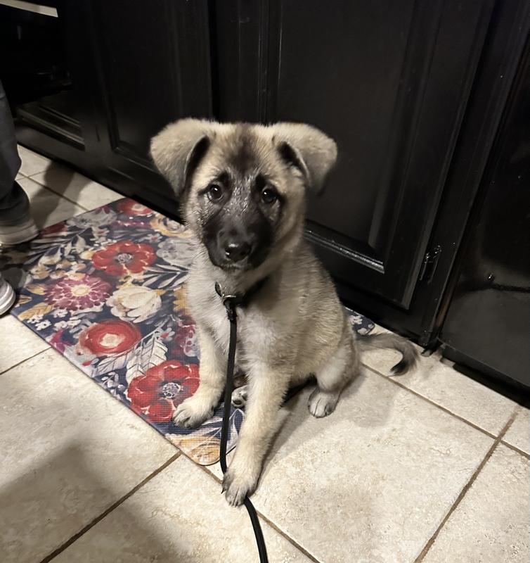 Lyra