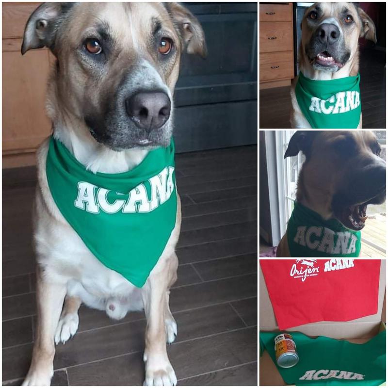 Jedd modeling swag that came with sample
