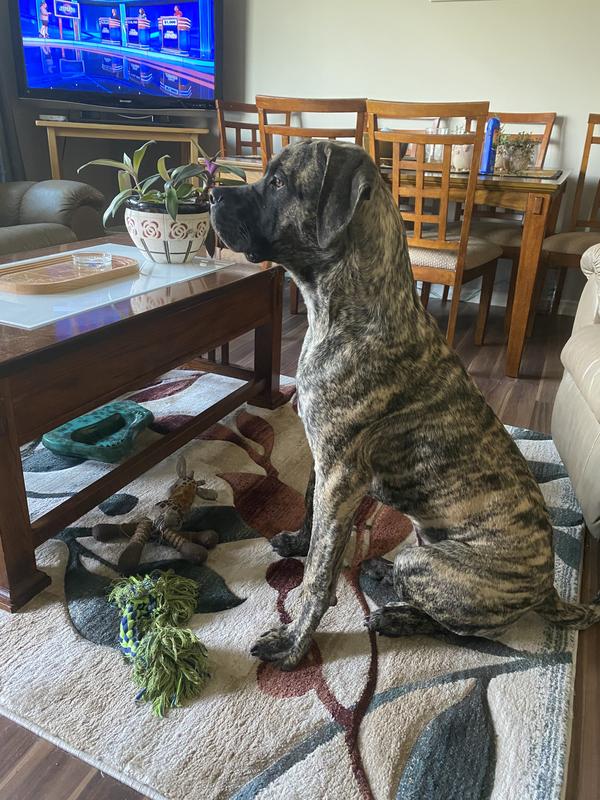 Acana,Puppy Large Breed kg Ren's Pets