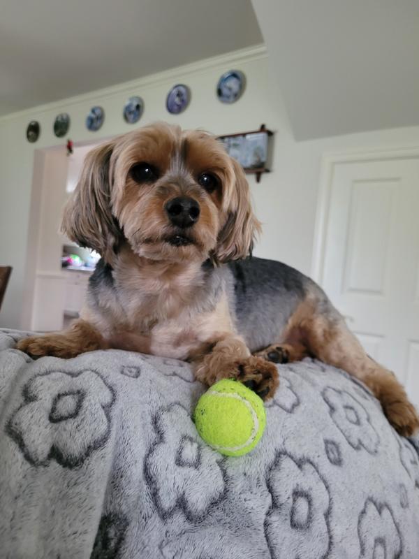 Bear our Yorkie