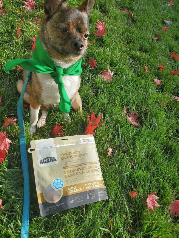 Bruno in his adorable Akana handkerchief waiting (not so) patiently to get a taste of these delighful treats!