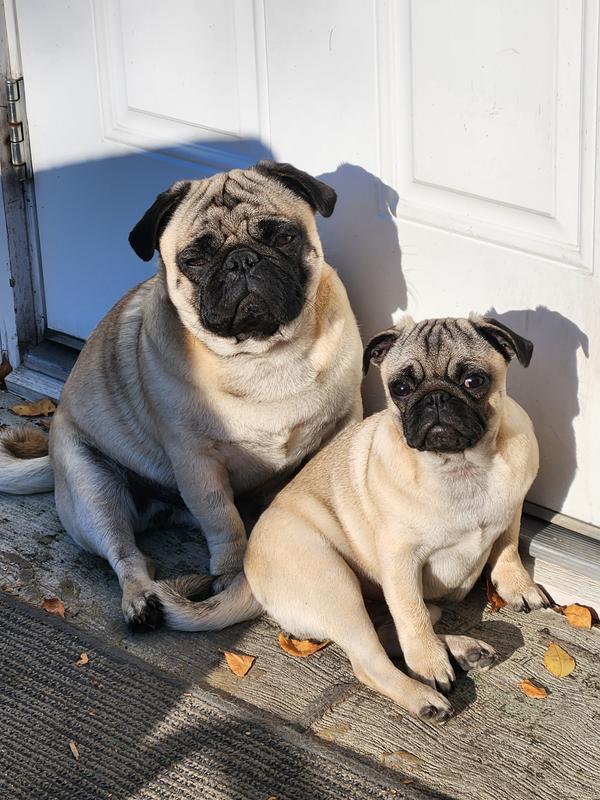 Highest Protein Pacifica® Dry Dog Food ACANA® Canada