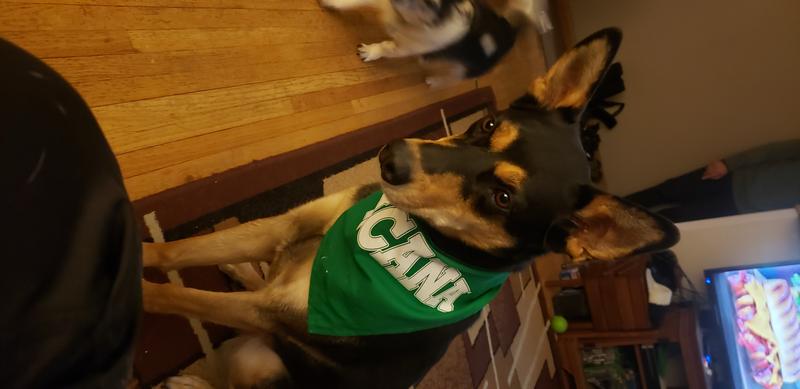 Zena ❤s her new bandana!