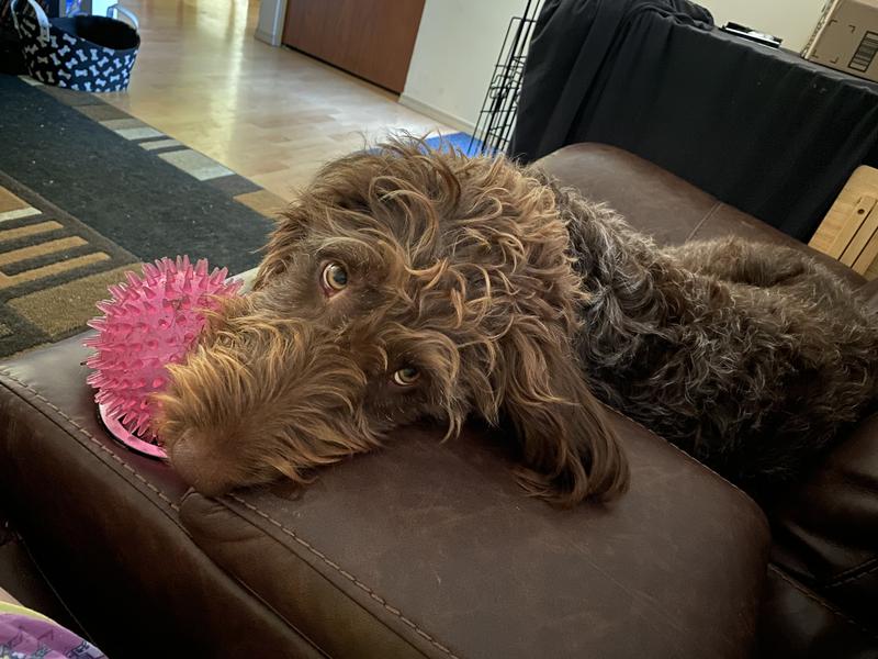 ACANA Pacifica Recipe ドライドッグフード Acana Freeze-Dried Infused Pacifica Recipe Dog Food > Good