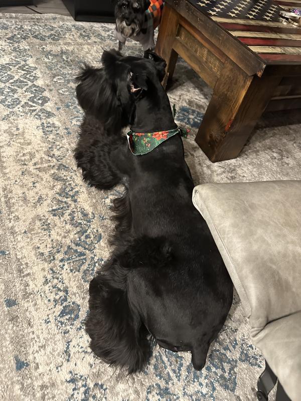 Schnauzers