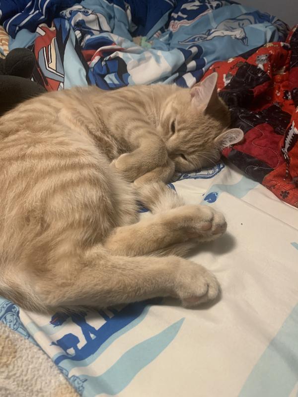 Miss Luna Bird in her favorite spot