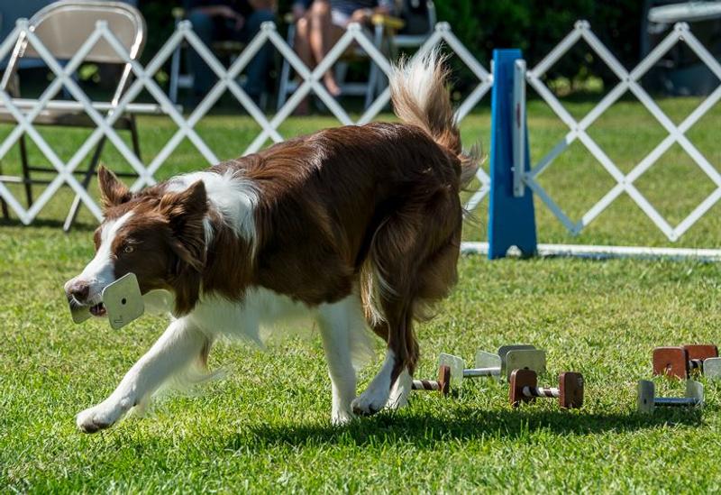 Acana 2025 border collie