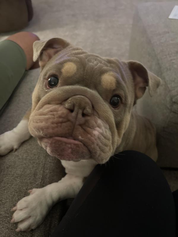 Happy pup