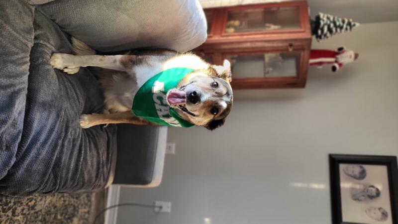 Digger sporting her Acana scarf after her delicious meal!!