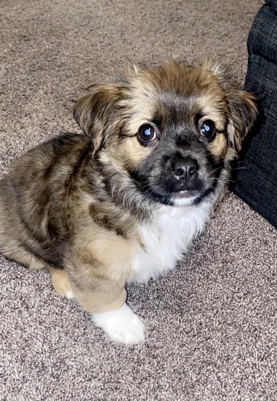 Biggie - 10 weeks old