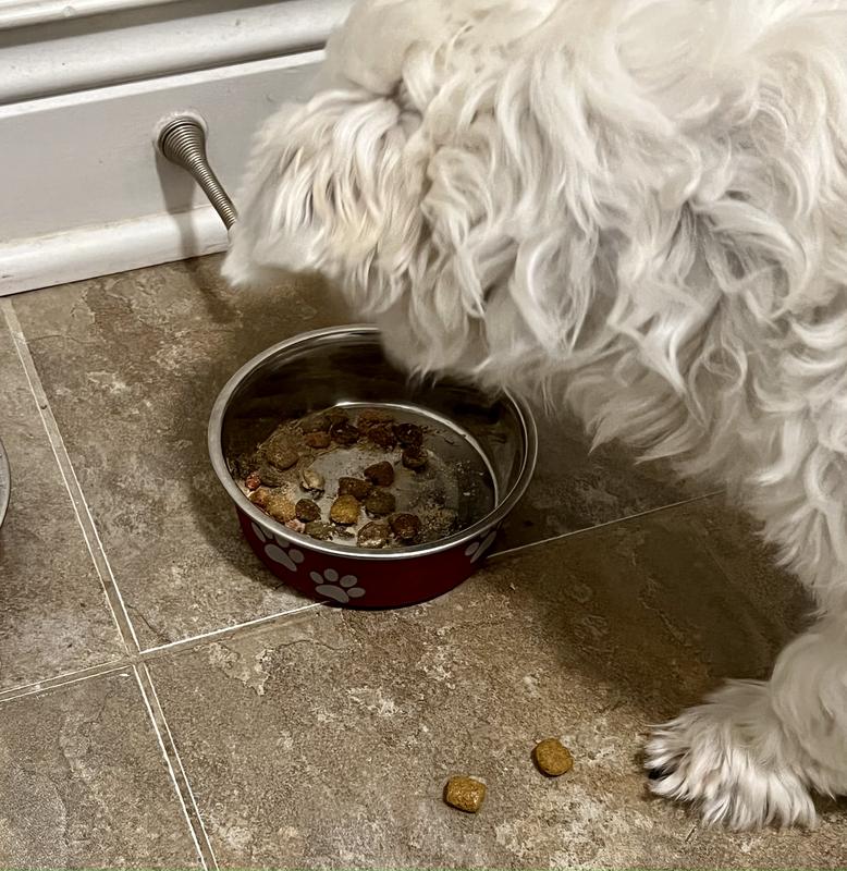 Adult Small Breed Recipe Dry Dog Food | ACANA