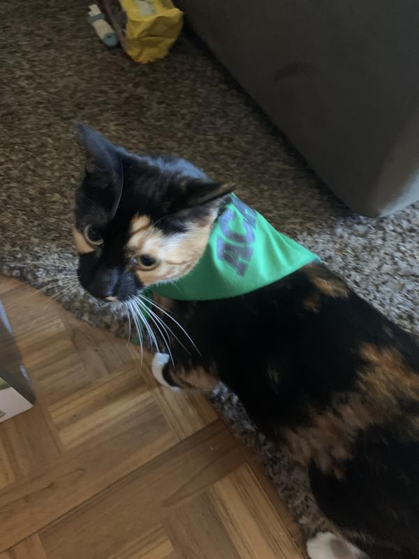 This is Cali wearing her Acana bandanna!