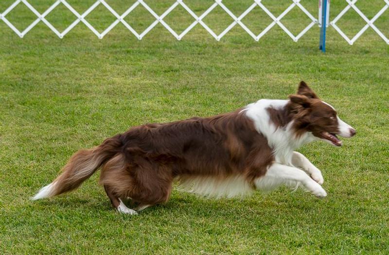 Acana border collie hotsell