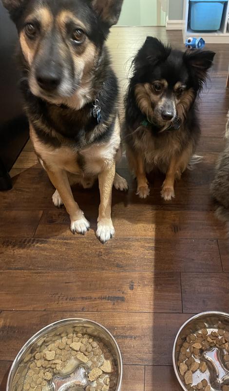 Tifa longingly looking at the freeze dried patties