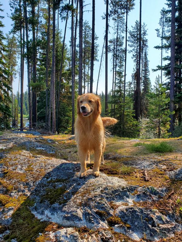 Acana top golden retriever