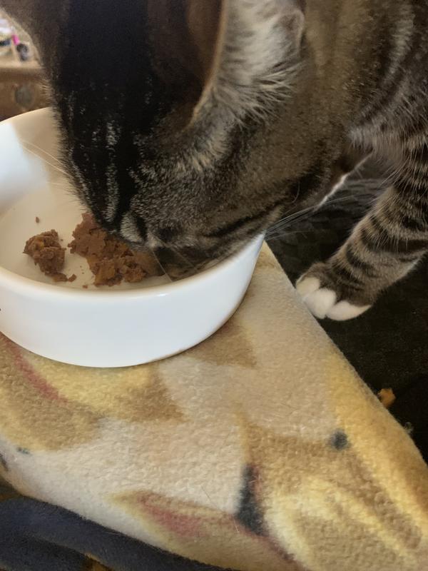 Milo loves it!