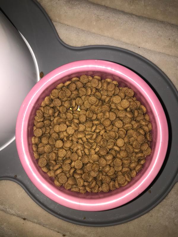 ACANA First Feast Kitten Food ACANA USA