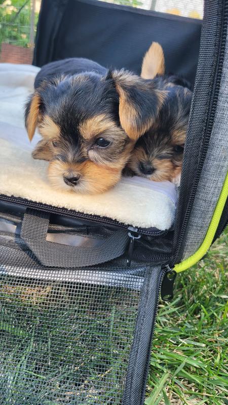 Puppy Small Breed Recipe