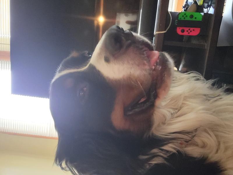 Archie the Bernese Mountain Dog