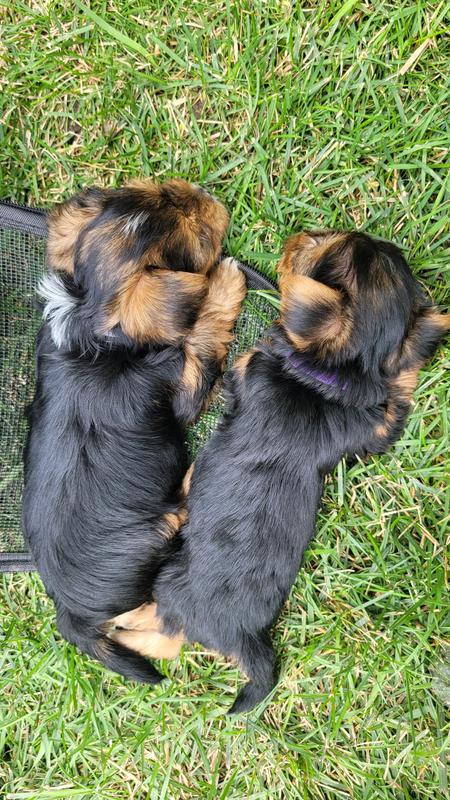 Puppy Small Breed Recipe