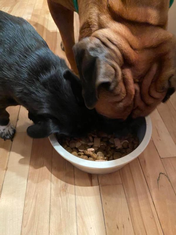 my dogs eating
