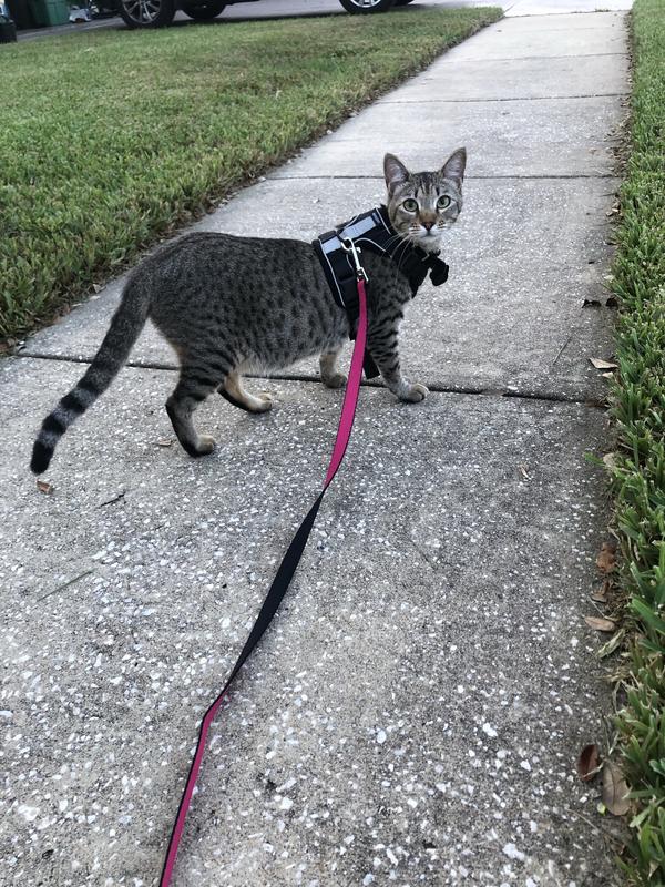 Taking a walk!