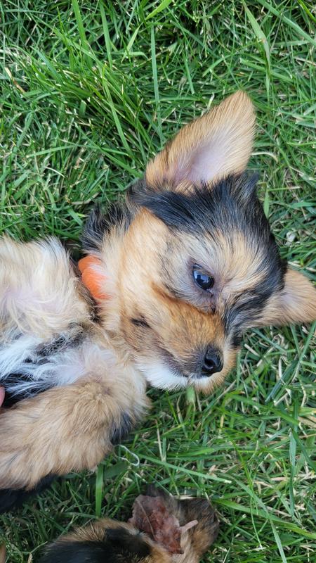 アカナ ドッグフード　パピー　SMALL BREED RECIPE 6kg Puppy Small Breed Recipe