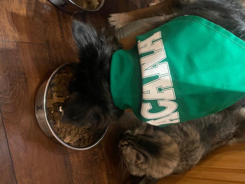 Aerith (cat) curious about what was going on!