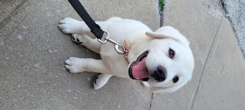 Maverick the stubborn Lab
