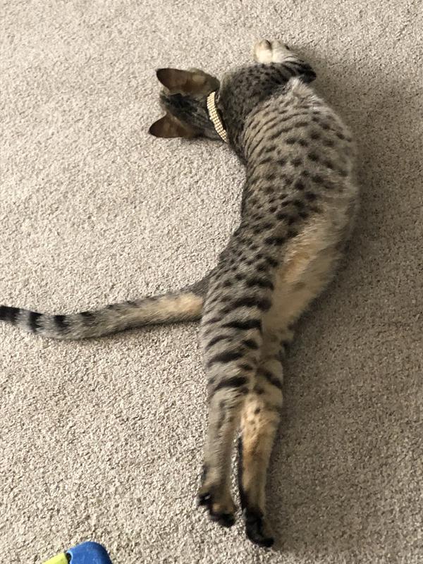 Big stretch!