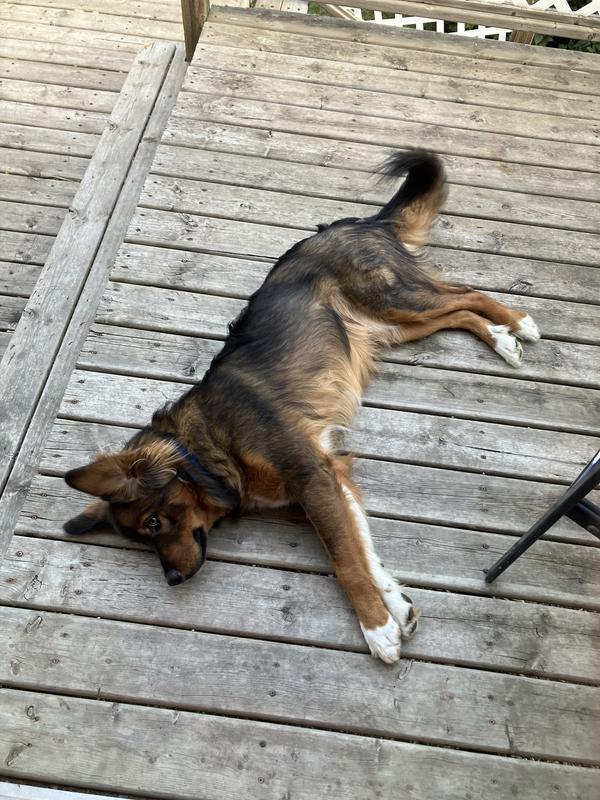 Adult Large Breed Dog Recipe | ACANA Canada