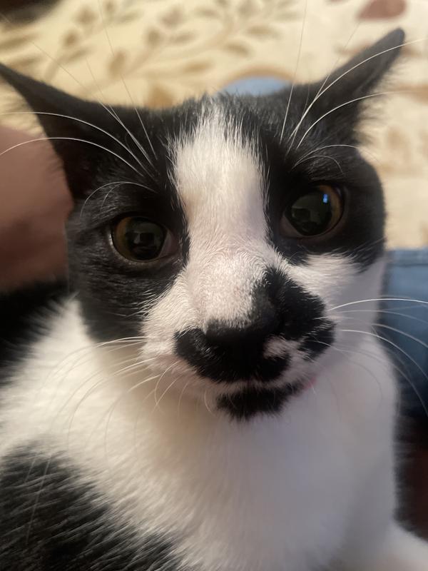 Happy flea and tick free kitty!