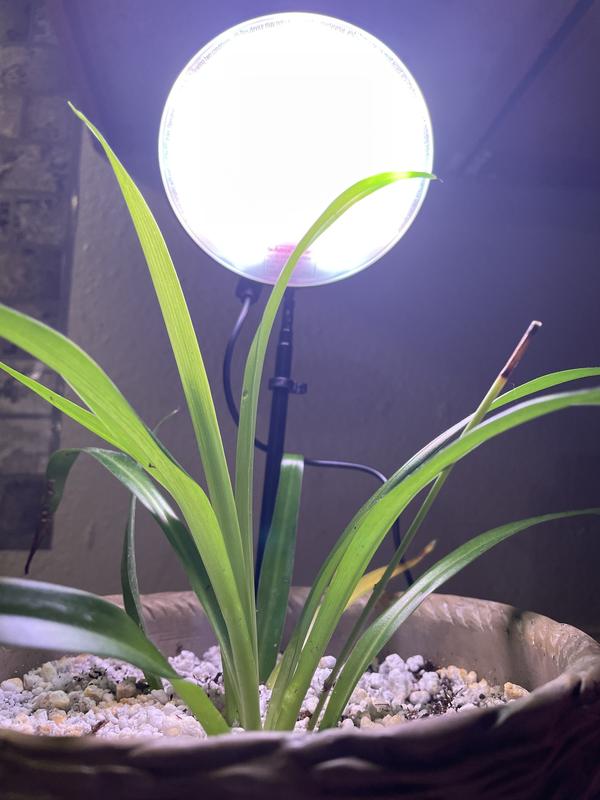 SANSI 5W LED Grow Lights, Full Spectrum White Pot Clip Indoor Plant Grow  Light with Timer, 1-Pack 