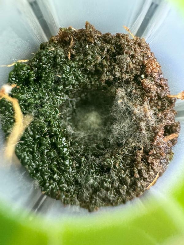 Photo from algae