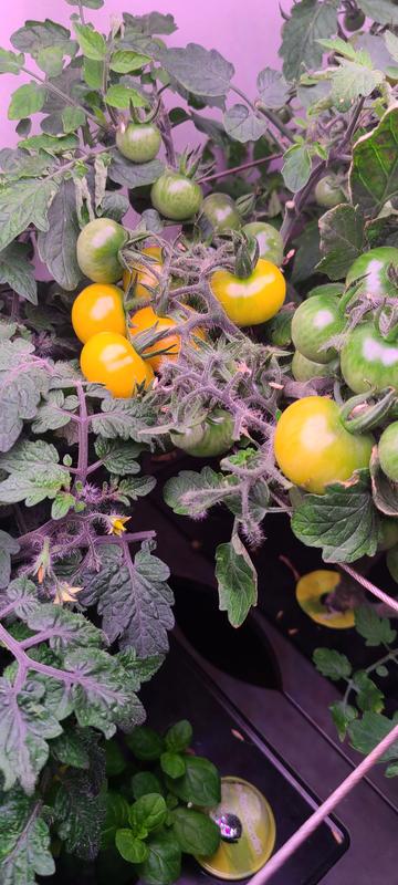 Photo from Jans garden