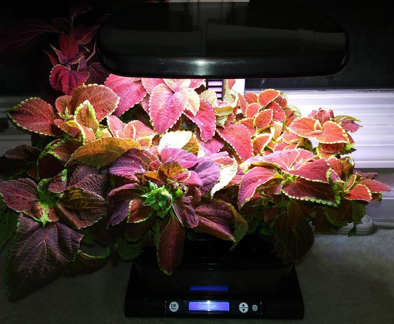 Coleus 110 Days. Light at 12 inch maximum height.