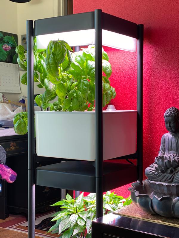 Basil - bigger than I’ve EVER seen!