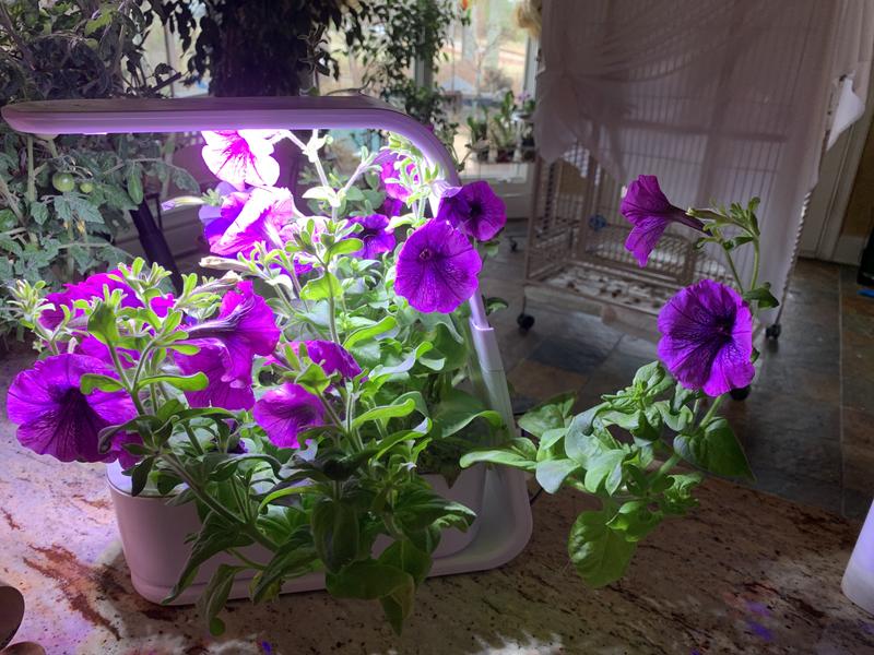 Indoor Herb Garden Canadian Tire Fasci Garden