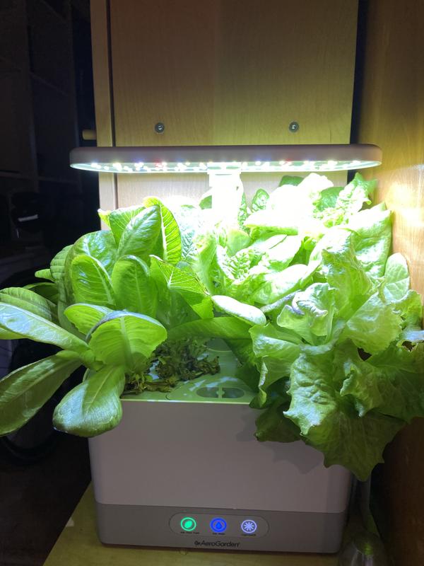 After a two week vacation we arrived home to this beautiful Garden of Eden.