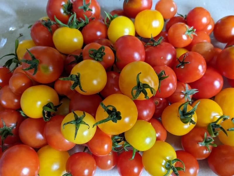 NEW AeroGarden Golden Harvest Cherry Tomato Seed Pod Kit 6 Pod FREE SHIPPING 