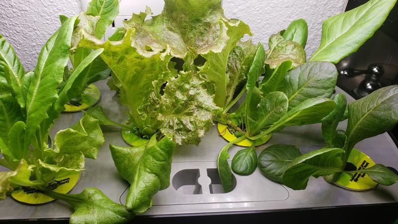 Heirloom at four weeks