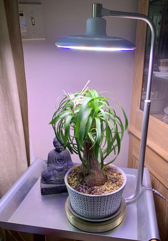 Tabletop best sale plant light