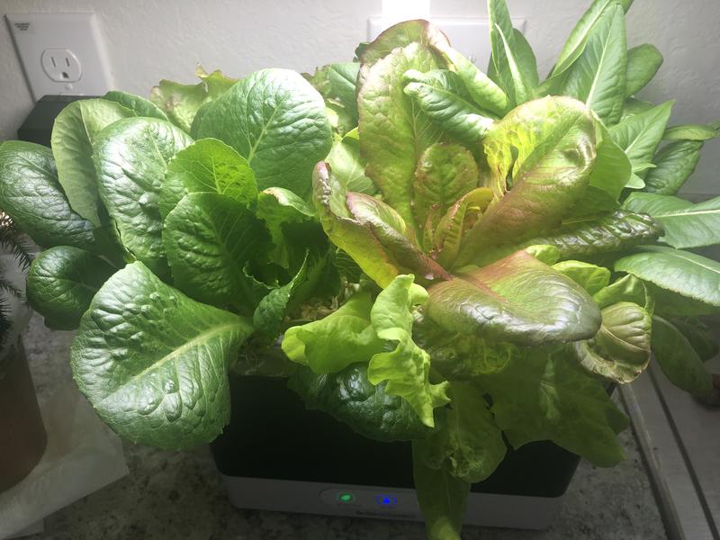 Miracle-Gro AeroGarden Harvest LED